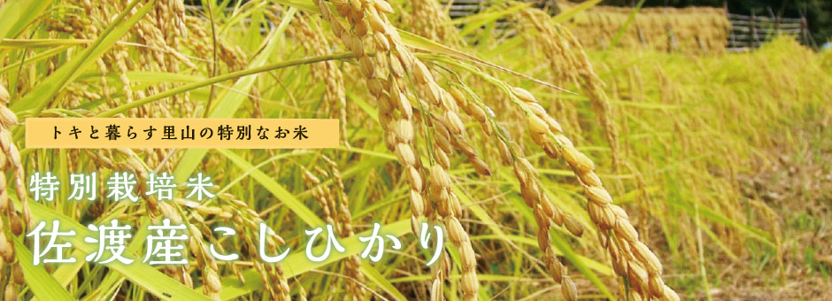トキと暮らす里山の特別なお米 特別栽培米佐渡産コシヒカリ